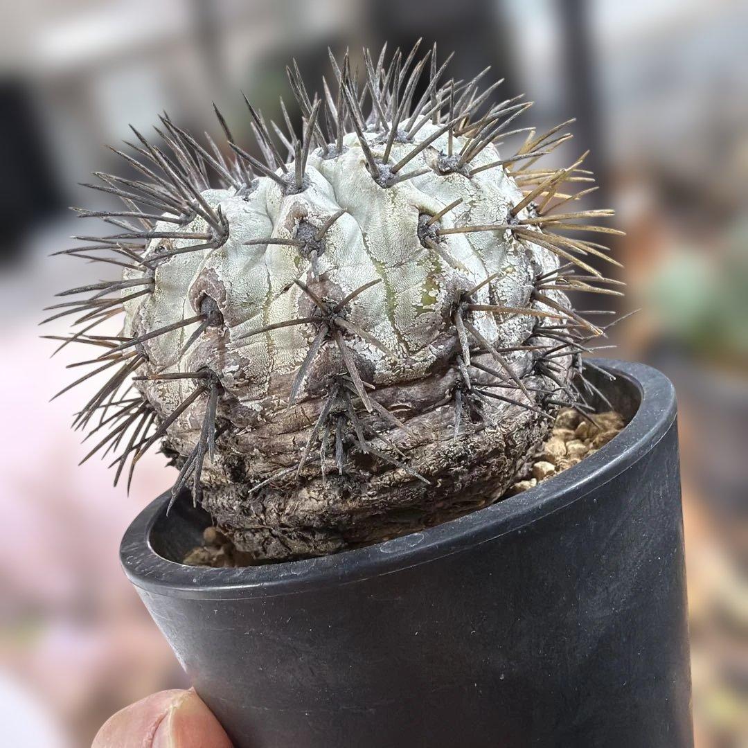 コピアポア　現地球