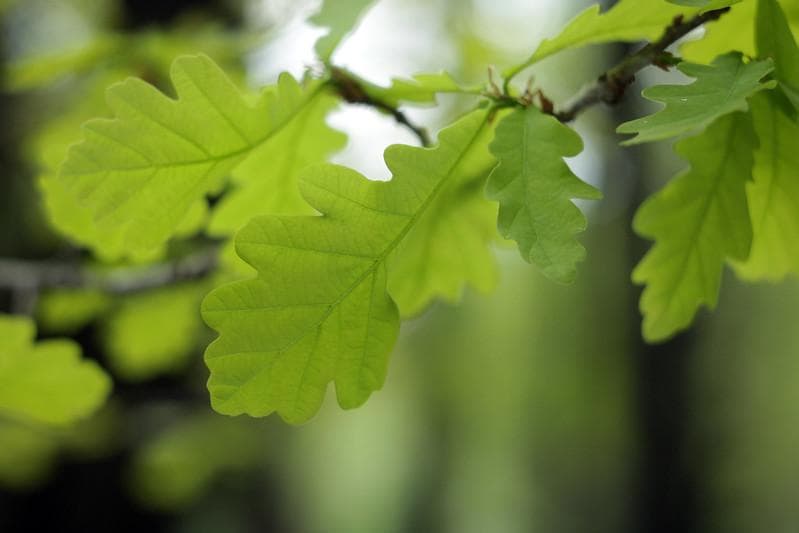 73 デッドストック　ぐるぐるボケレンズ　ヘリオス　44-2　M42