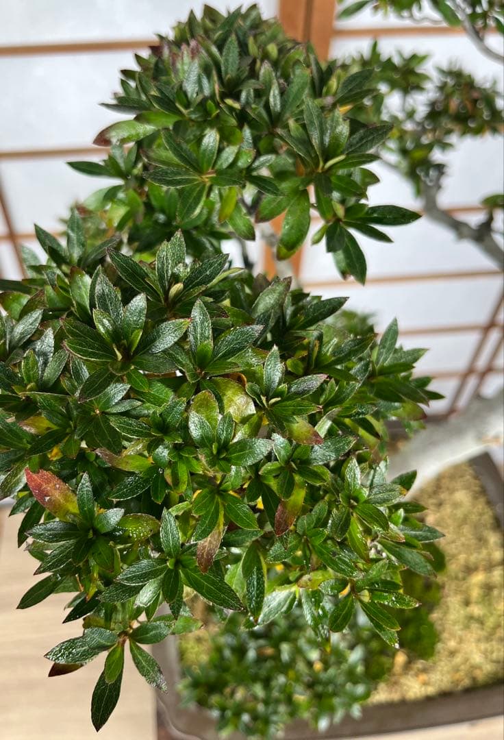 【皐月(さつき)】 \"緋光琳(ひこうりん)\" 盆栽 素材