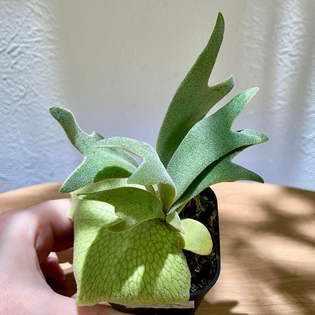 B*様 P. willinckii cv. Sombrero