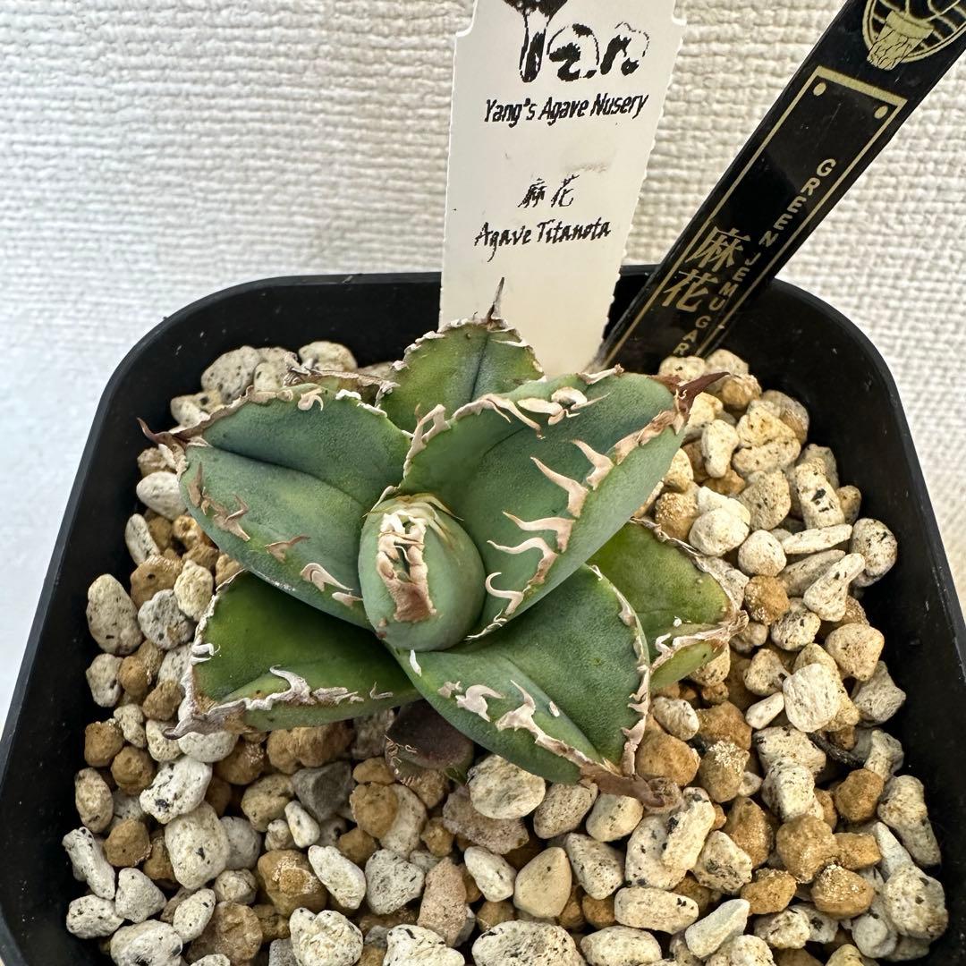 アガベ　チタノタ オテロイ　麻花　マーファ