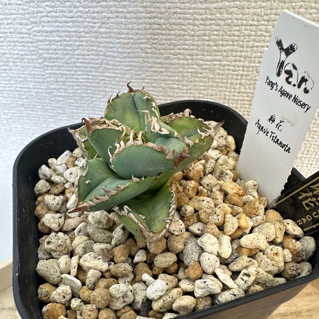 アガベ　チタノタ オテロイ　麻花　マーファ