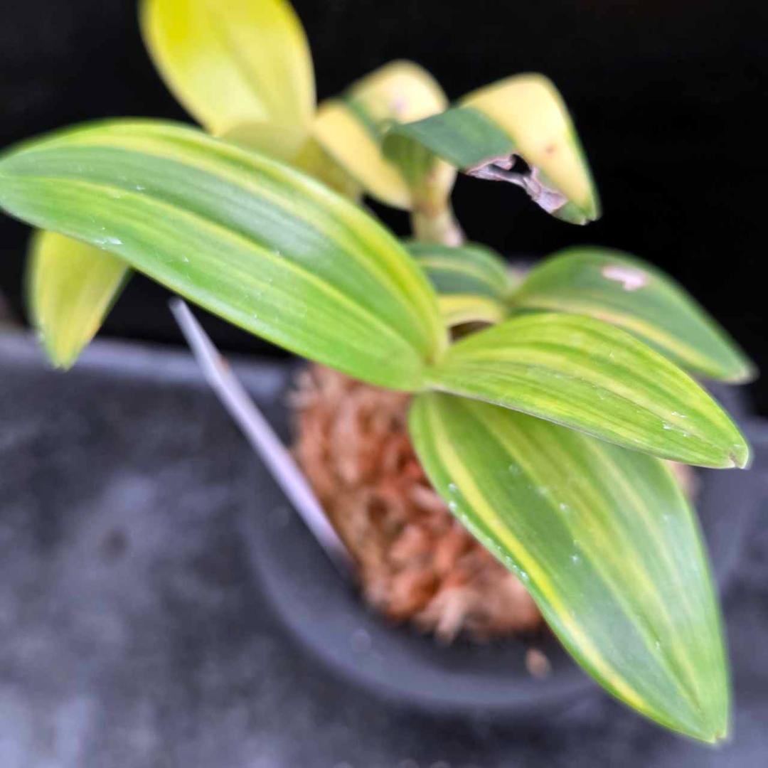 ✨️Den. ギンギアナム縞柄進化系✨️ 最上株をお届け