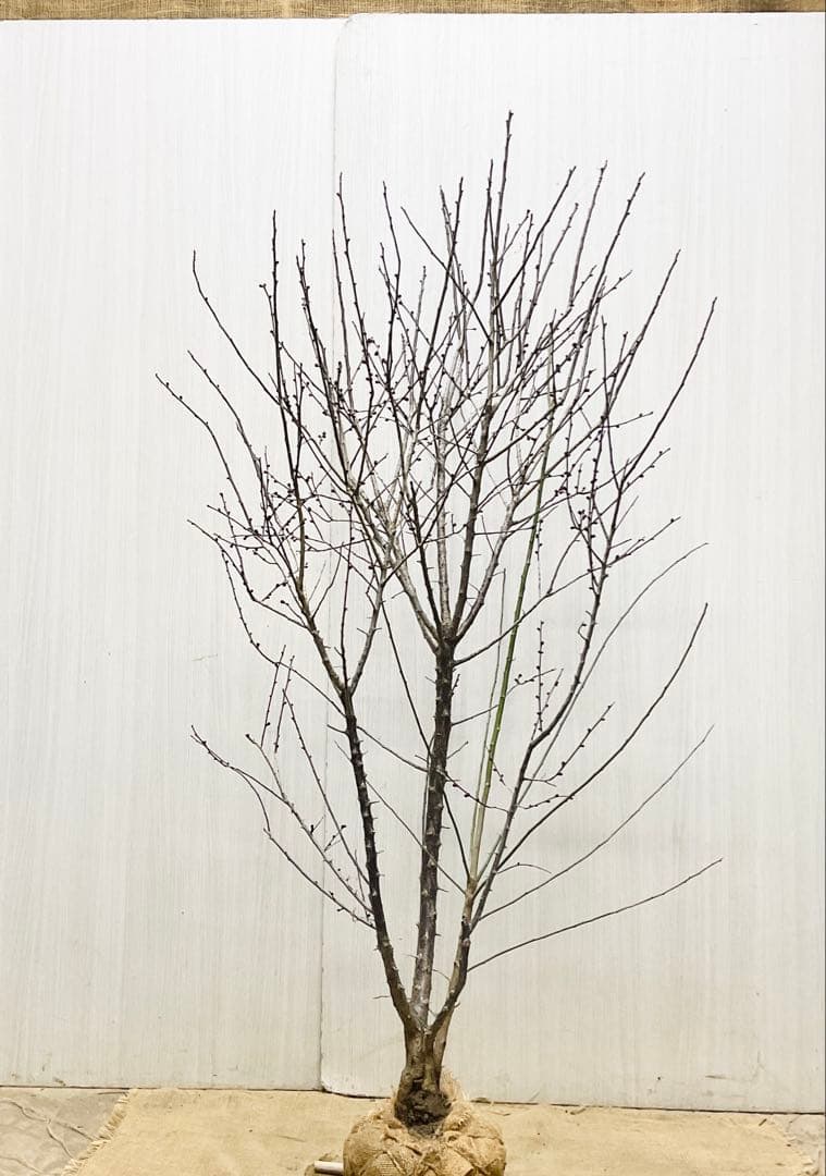 鹿児島紅梅　　梅　/ 37