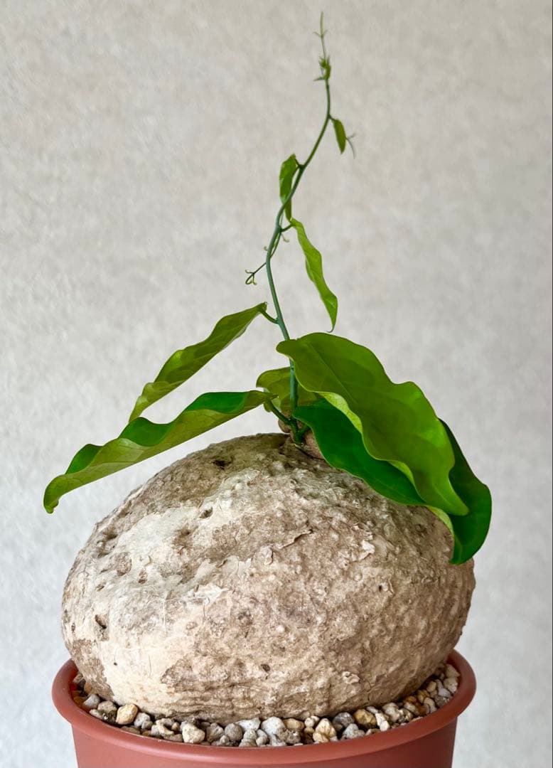 【激レア/大株/塊根植物】アデニア ペナンギアナ 鉢植え