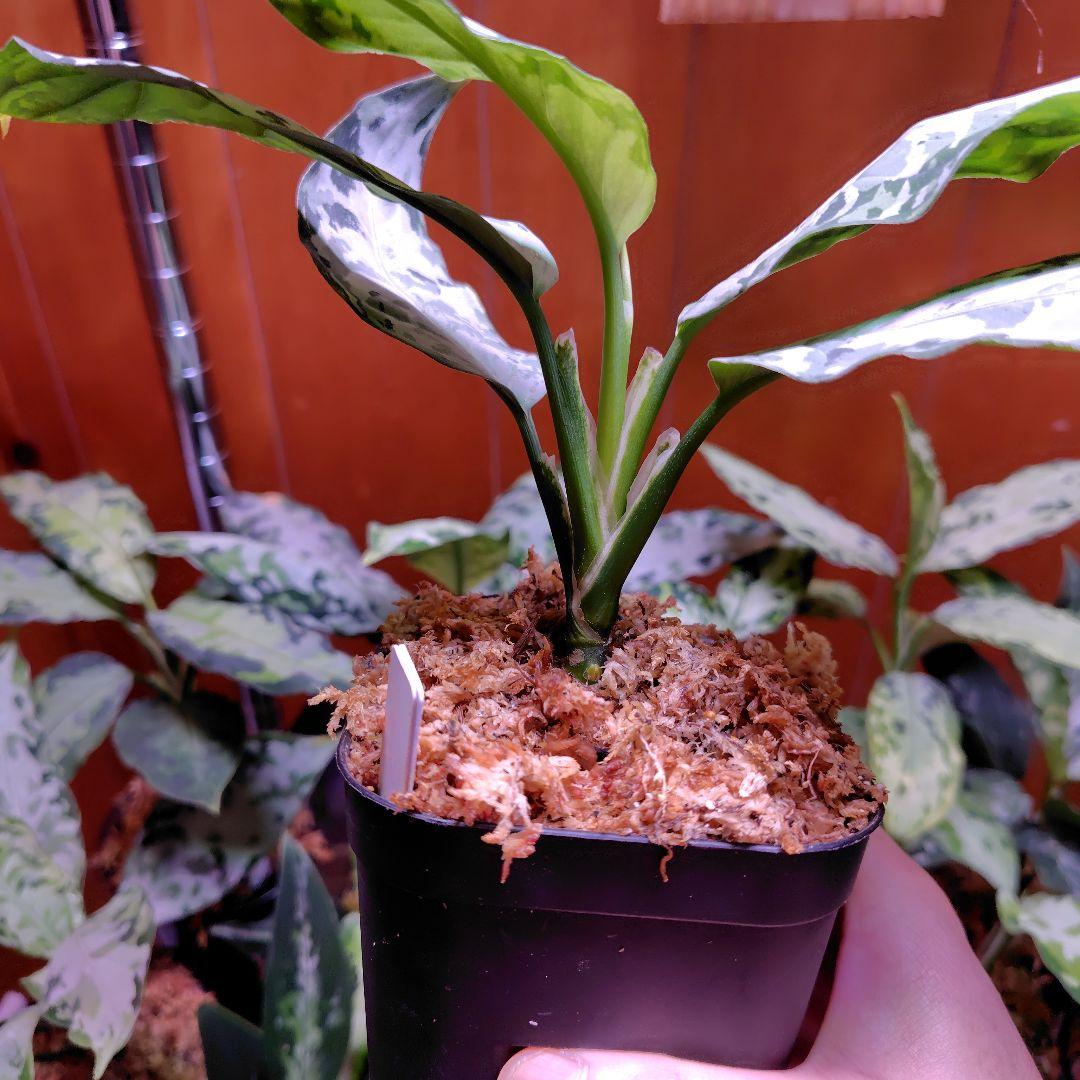 柳緑花紅　Aglaonema pictum