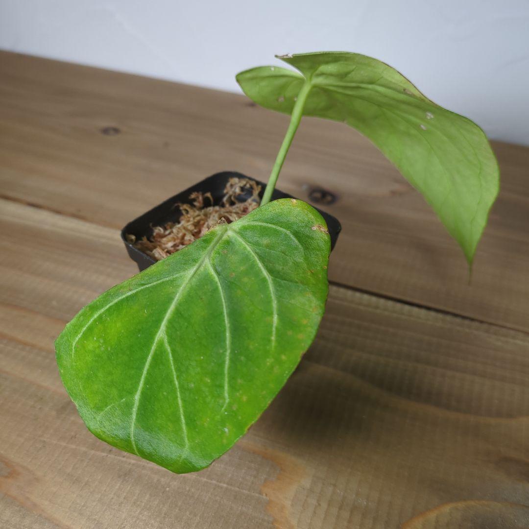 Anthurium Aos×crystalinum Mint