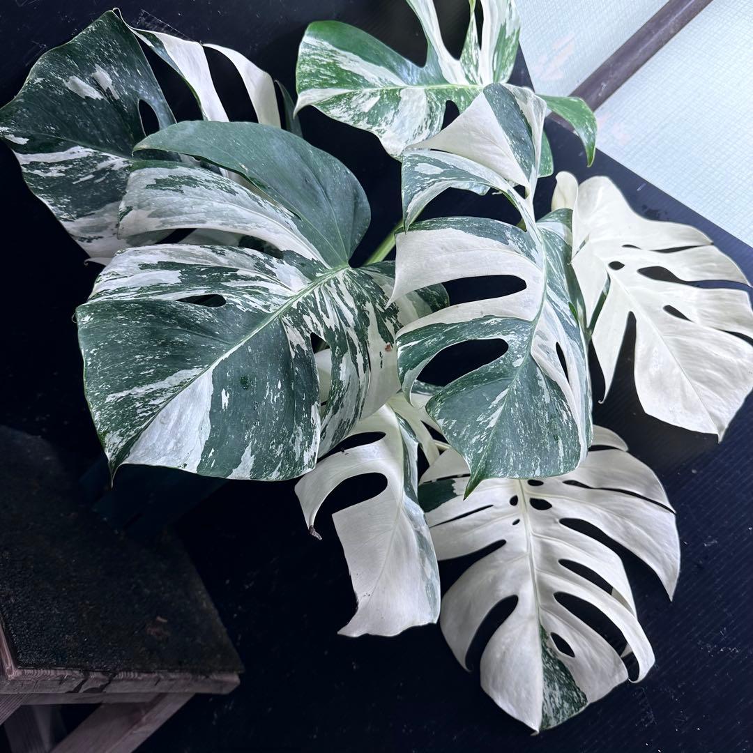 ロ*ン様 斑入りモンステラ ホワイトタイガー極美大株61cm白斑多