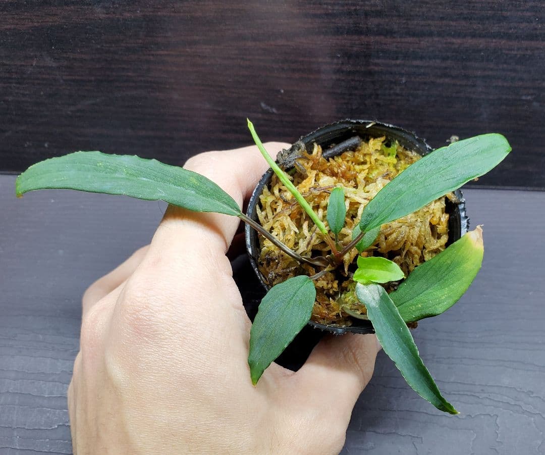 ホマロメナ sp. Greennarrow mamasa スラウェシ　カミハタ便