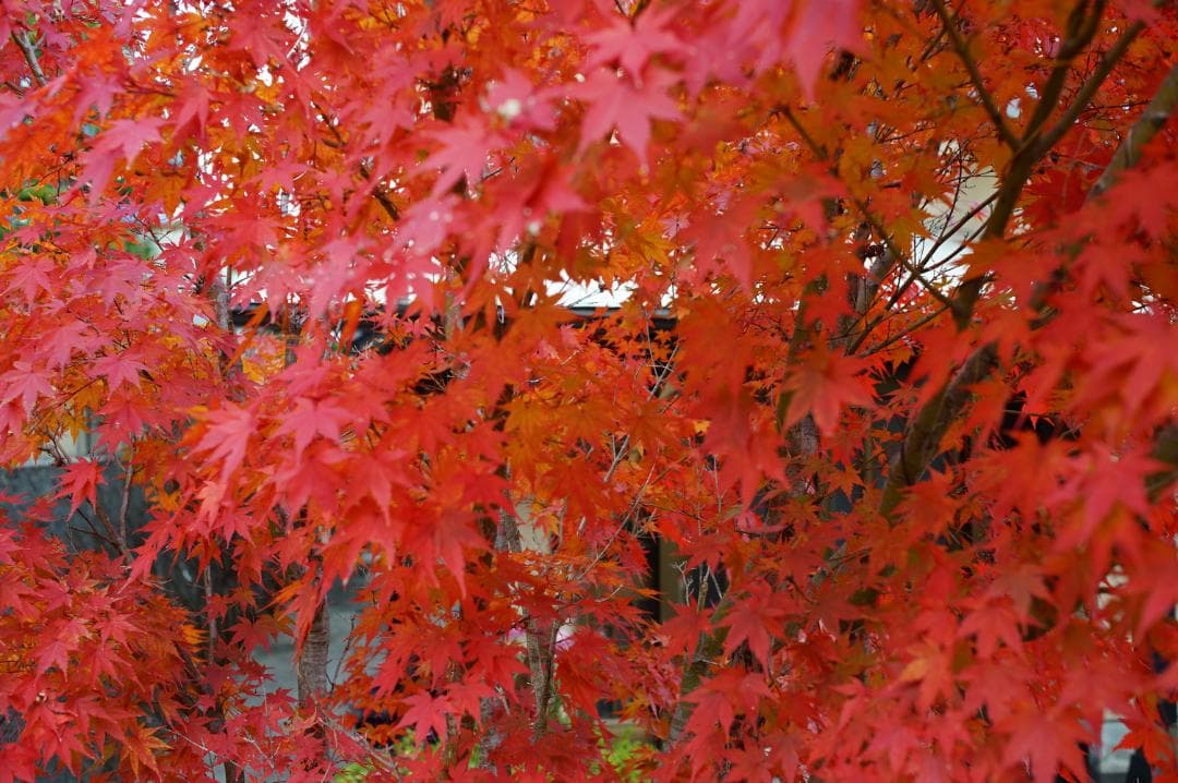 希少 CANON FD 35mm F2 S.S.C. 凹型 ⚪︎マーク トリウム