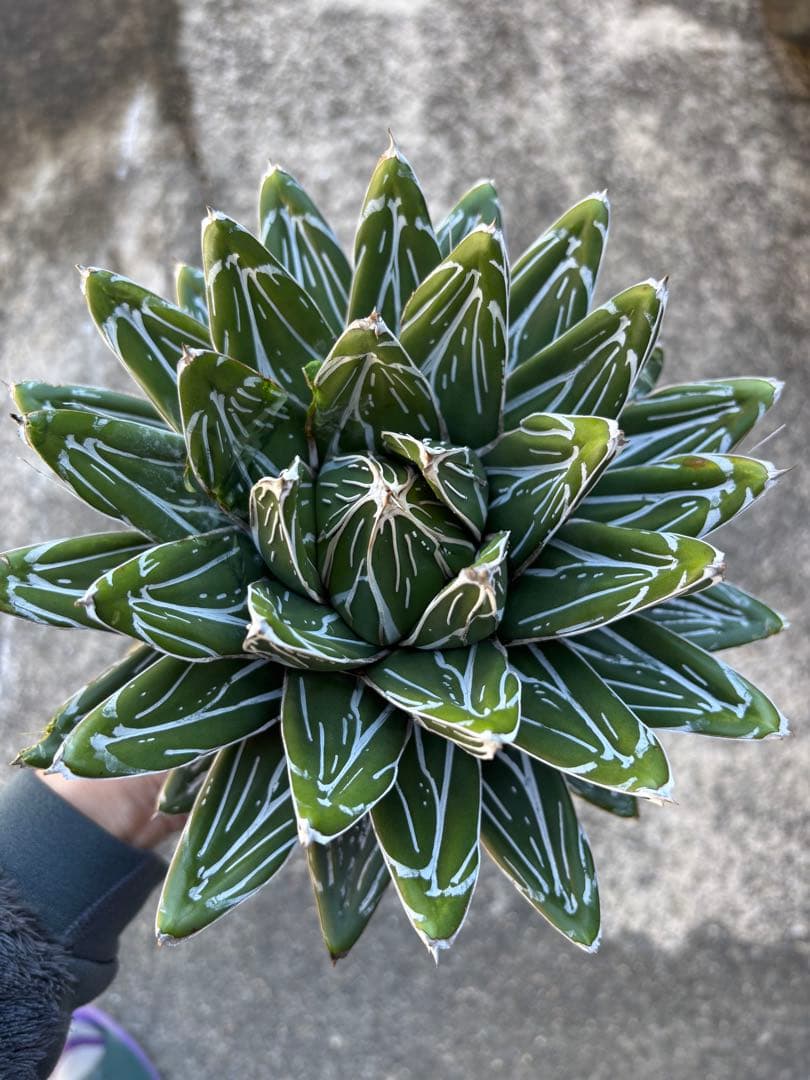 アガベ　笹の雪　親株販売　極上株　特選品