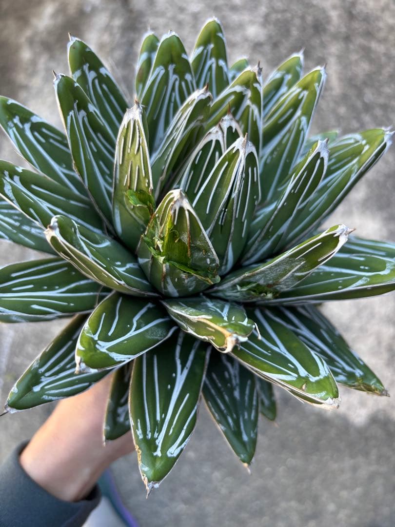 アガベ　笹の雪　親株販売　極上株　特選品