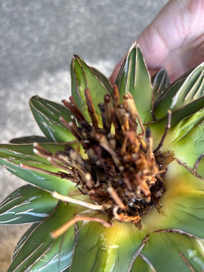 アガベ　笹の雪　親株販売　極上株　特選品