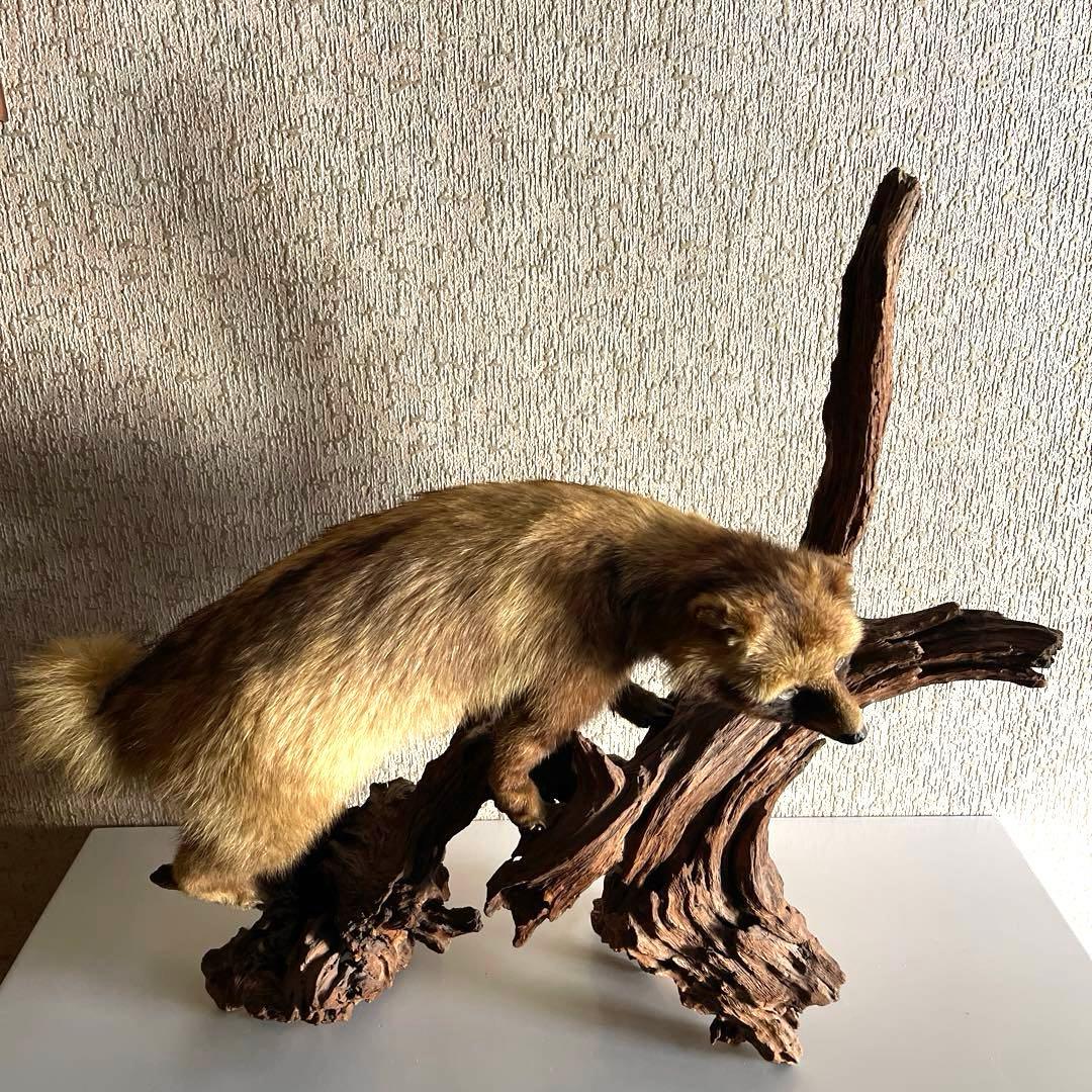 『美品』タヌキ剥製 木製　流木台座付き