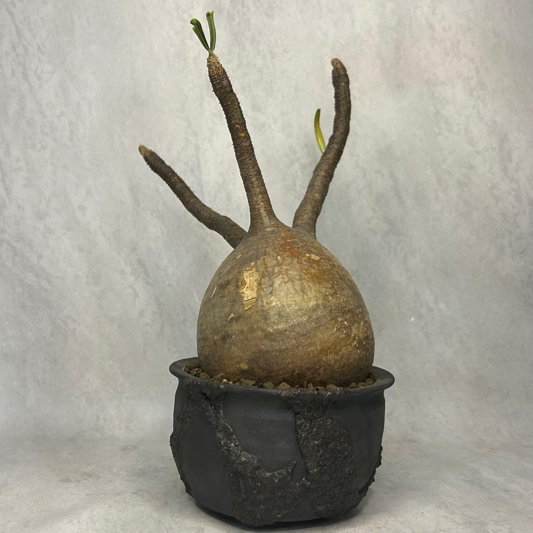 パキポディウム グラキリス 4.5号鉢入り(信楽焼)現地球 塊根植物