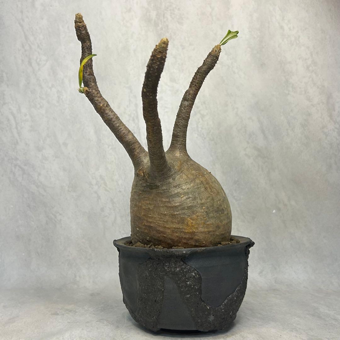 パキポディウム グラキリス 4.5号鉢入り(信楽焼)現地球 塊根植物