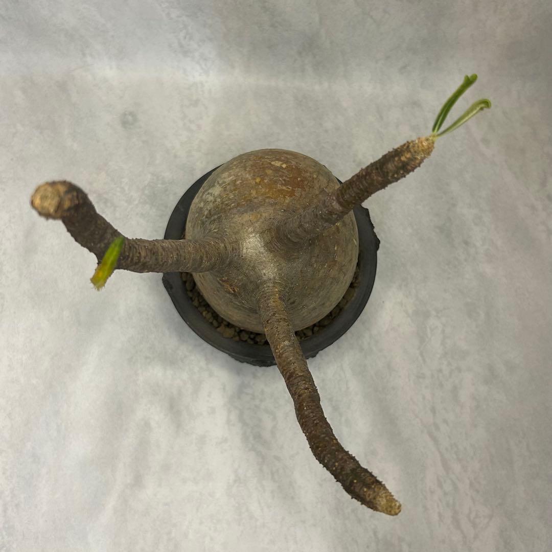 パキポディウム グラキリス 4.5号鉢入り(信楽焼)現地球 塊根植物