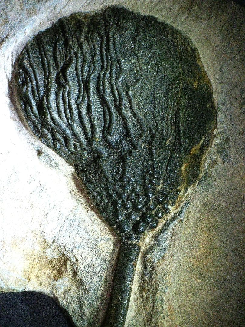 ウミユリ 化石 棘皮動物 重さ682 g 大きさ 約18x16 cm モロッコ産