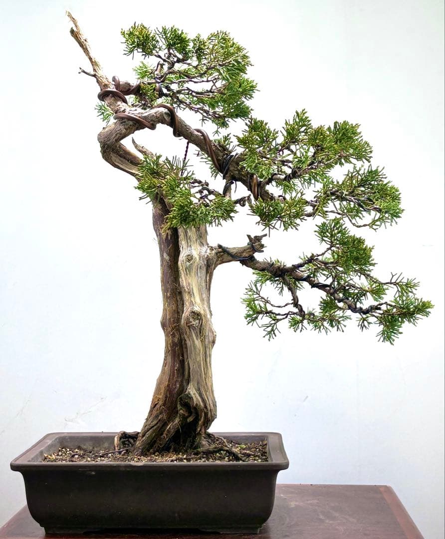 C*8様 真柏盆栽【オークション】