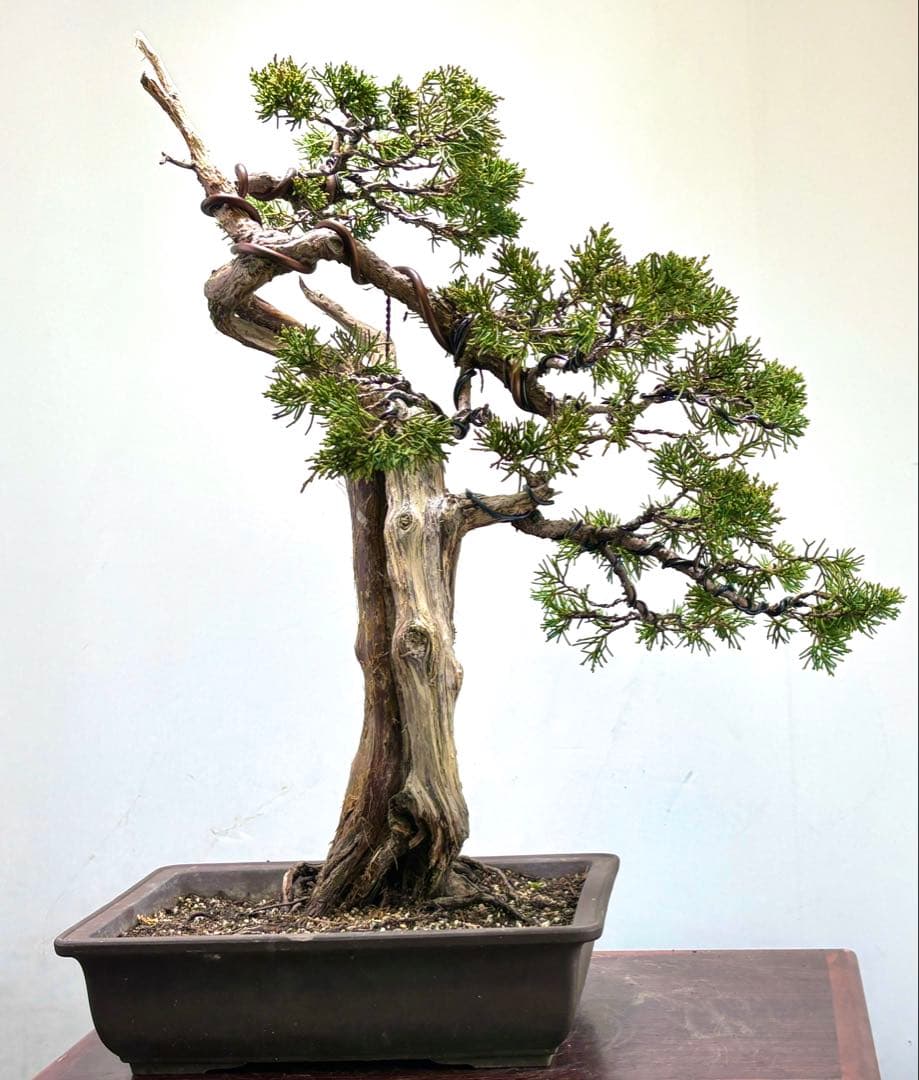 C*8様 真柏盆栽【オークション】