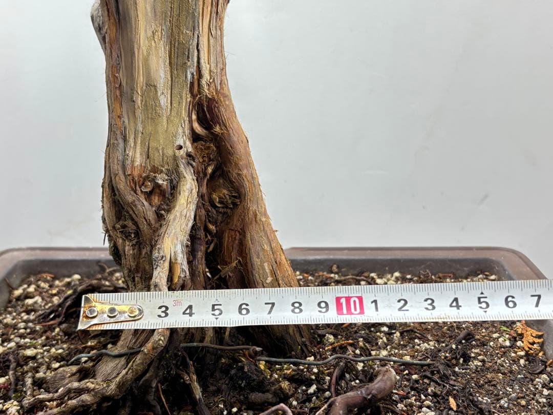 C*8様 真柏盆栽【オークション】