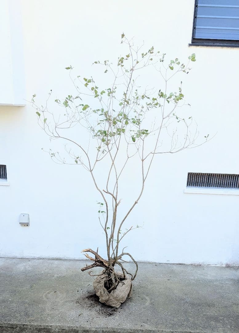 神秘。山採りミツバツツジ。