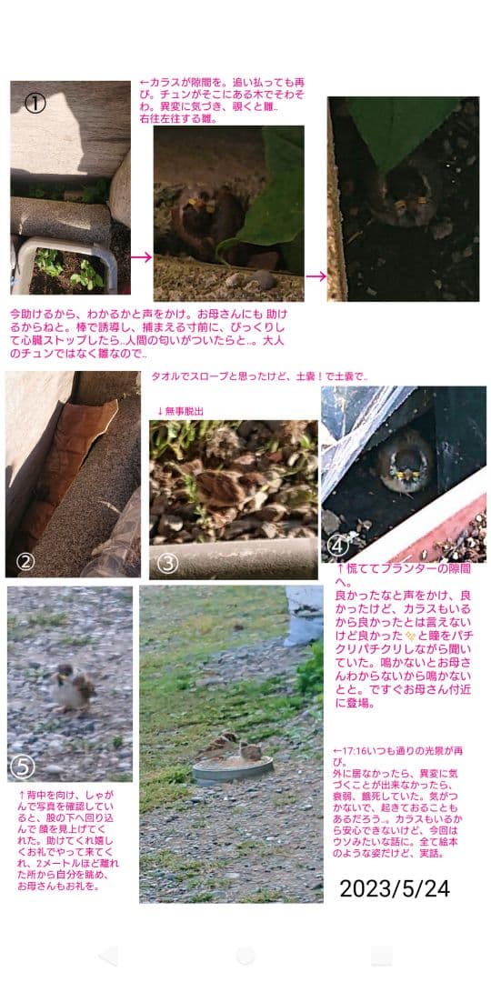 ハル様確認用野鳥のごはん