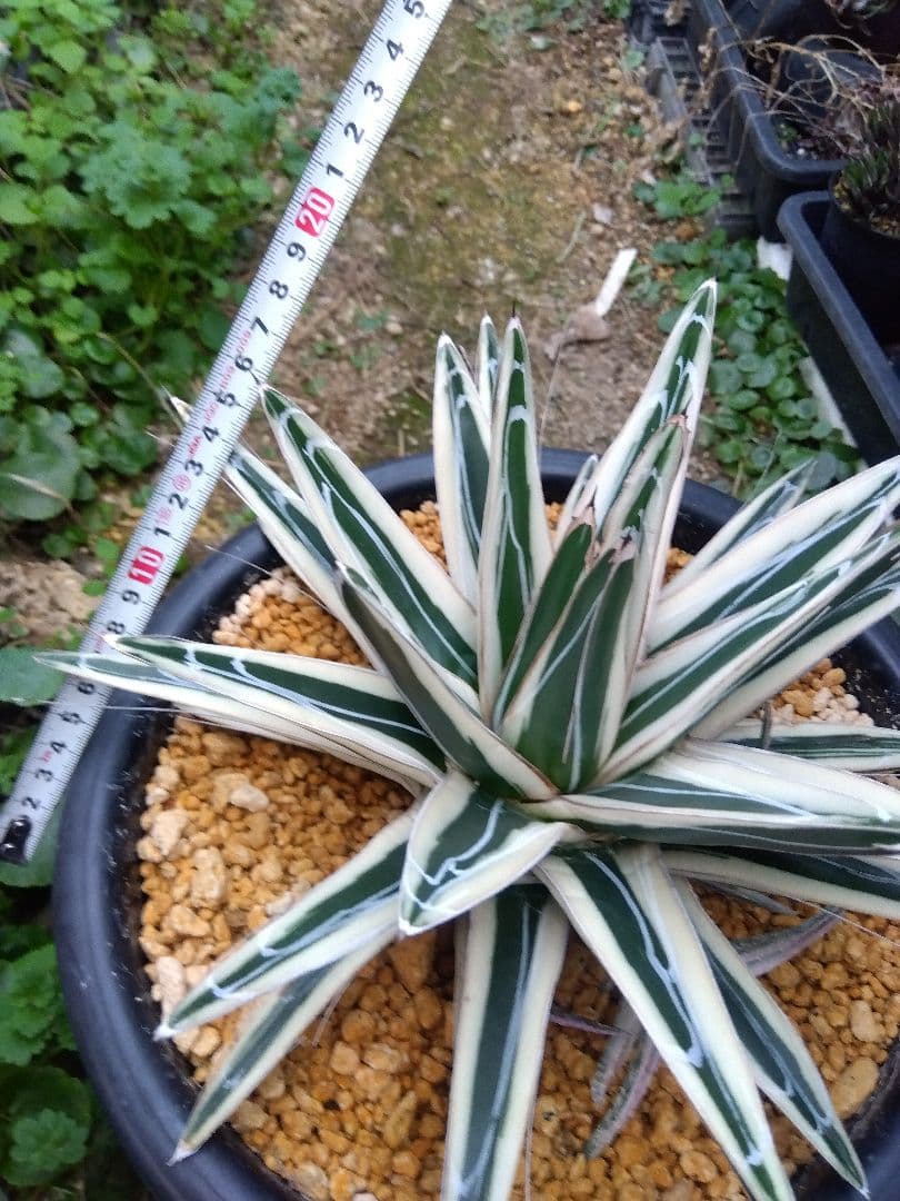 アガベ　氷山　特大28センチ❗子株3株つき❗　①