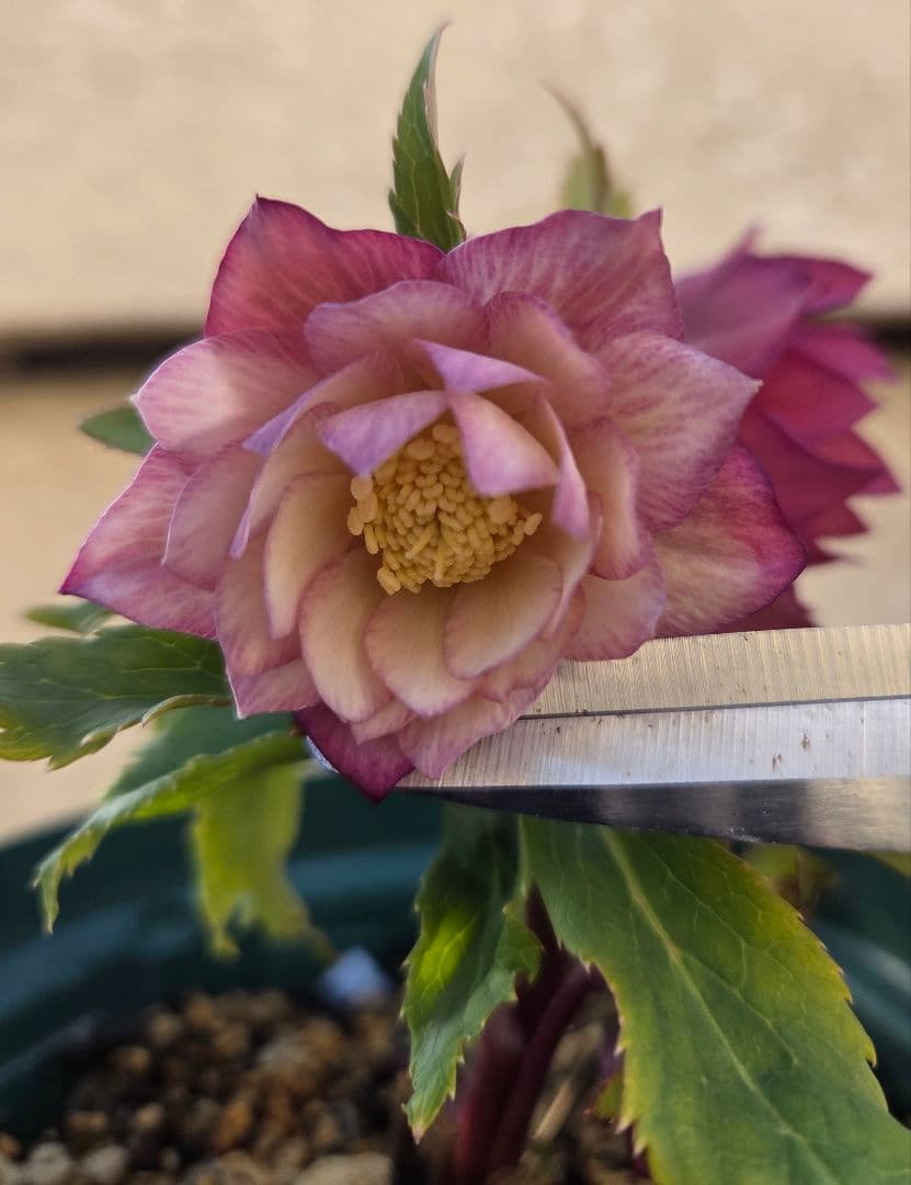 クリスマスローズ