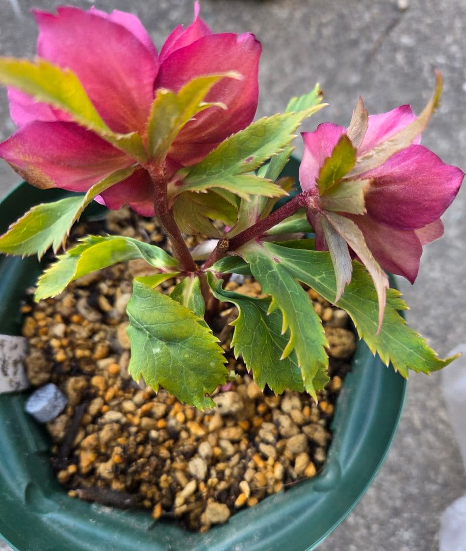 クリスマスローズ