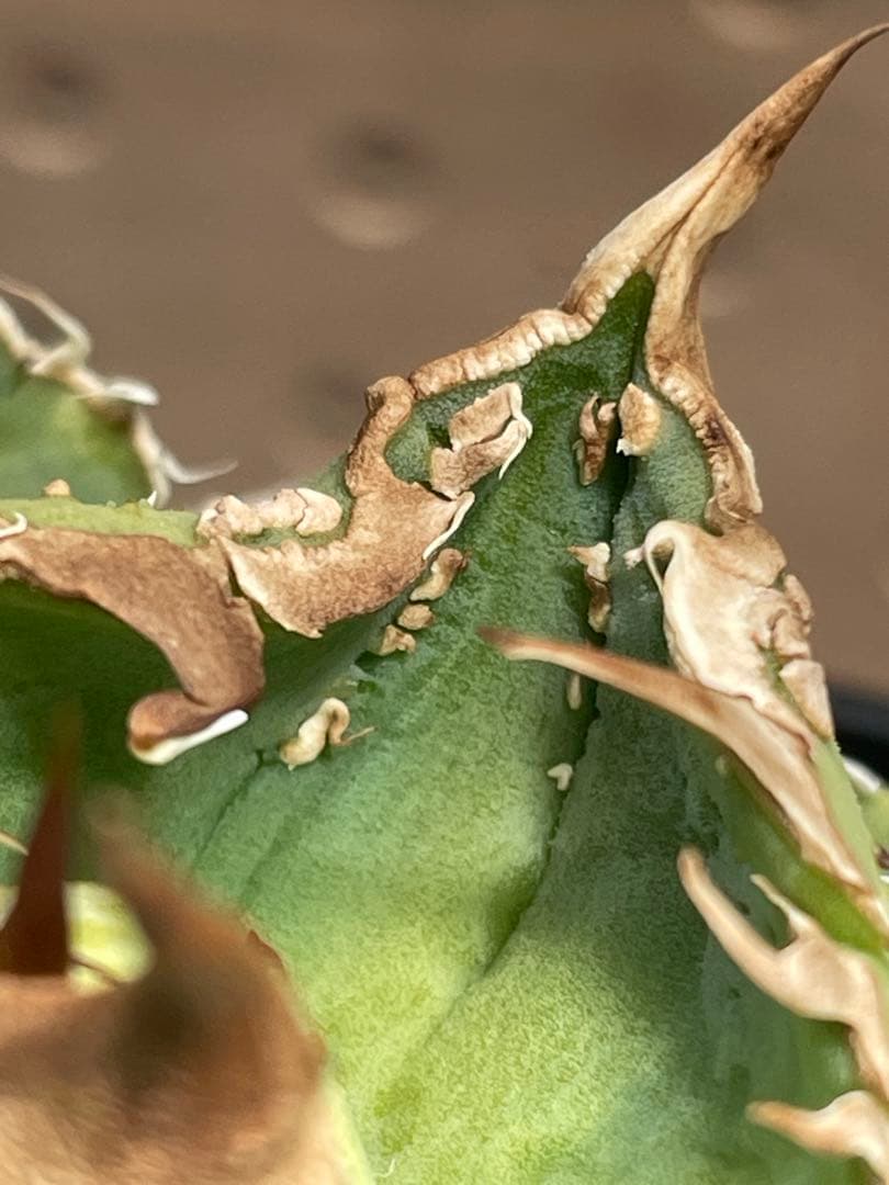 く*様 アガベ　チタノタ　冰雹　鉢のままメルカリ便発送