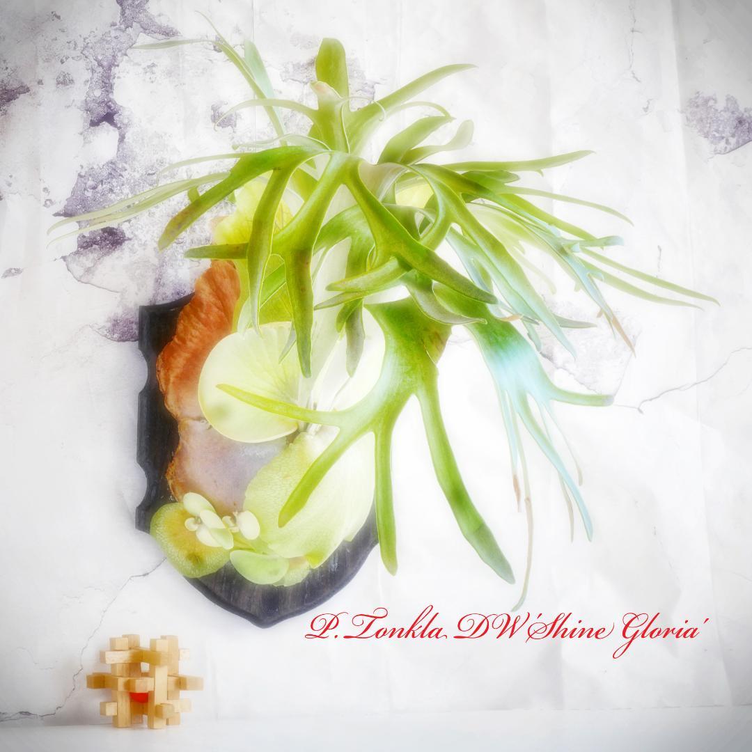 タフな子❣️ビカクシダ⭕️トンクラDW⭕️シャイングロリア　板M 　NZ産水苔