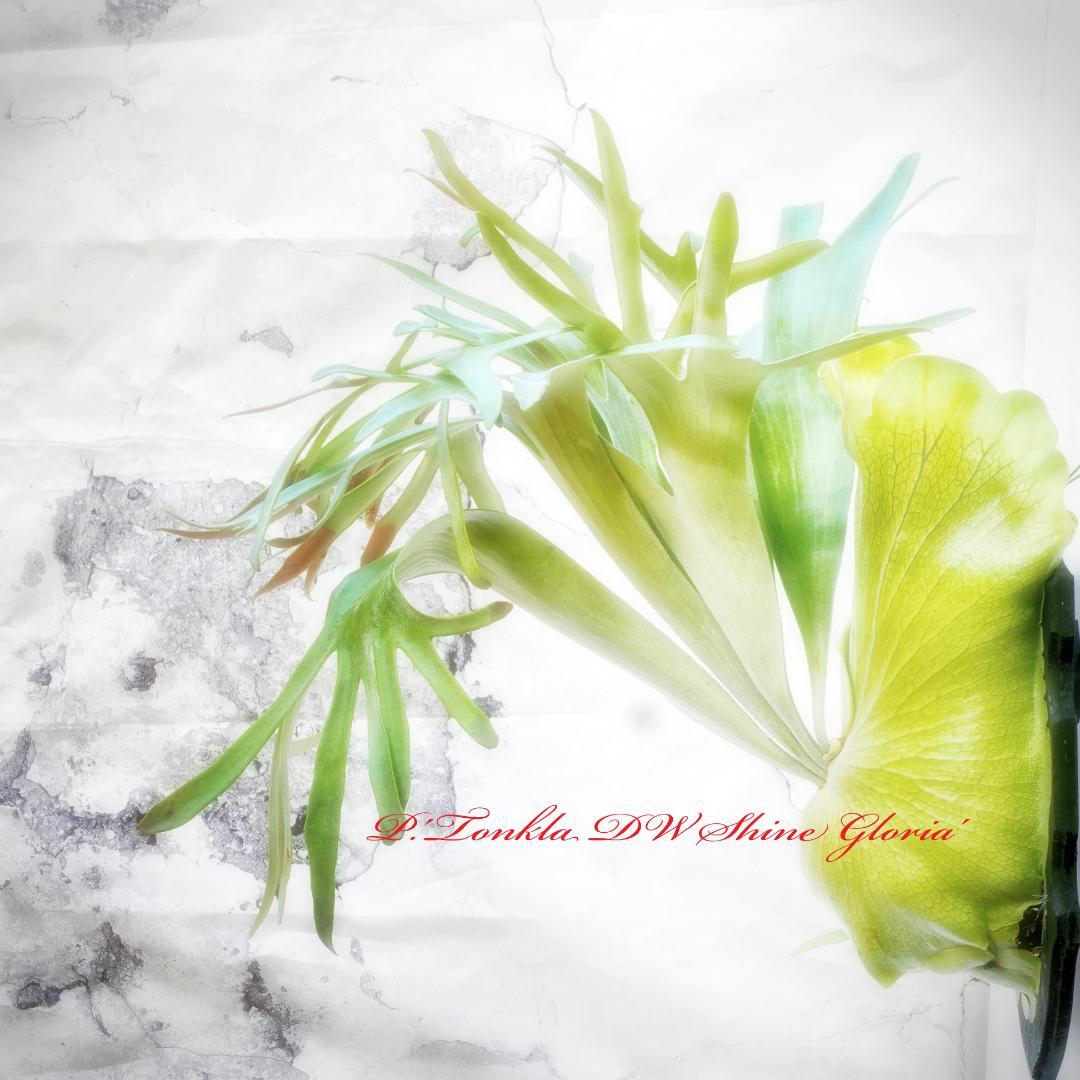 タフな子❣️ビカクシダ⭕️トンクラDW⭕️シャイングロリア　板M 　NZ産水苔