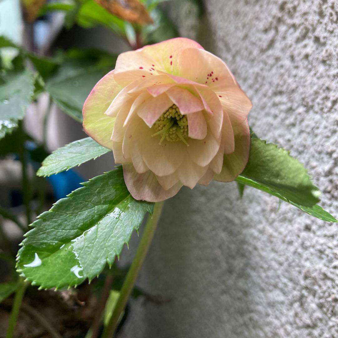 クリスマスローズ　極小輪ダブル　ピンク