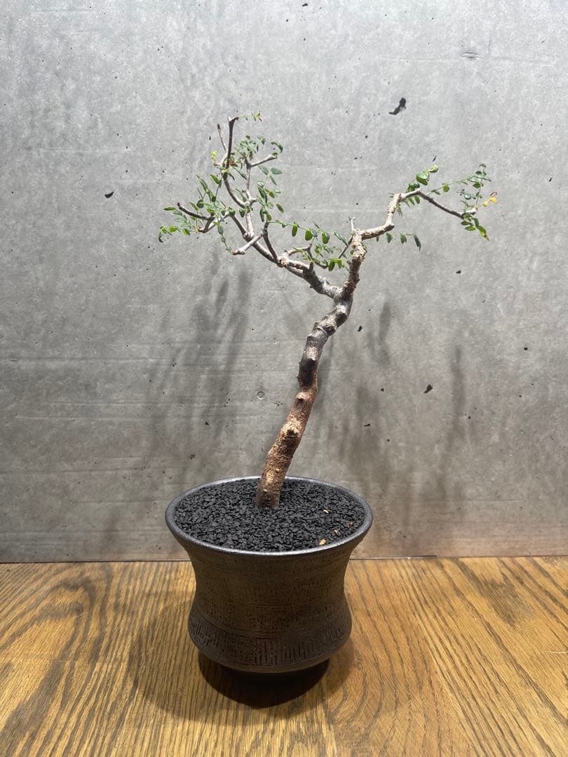 に*)様 コミフォラモンストローサ