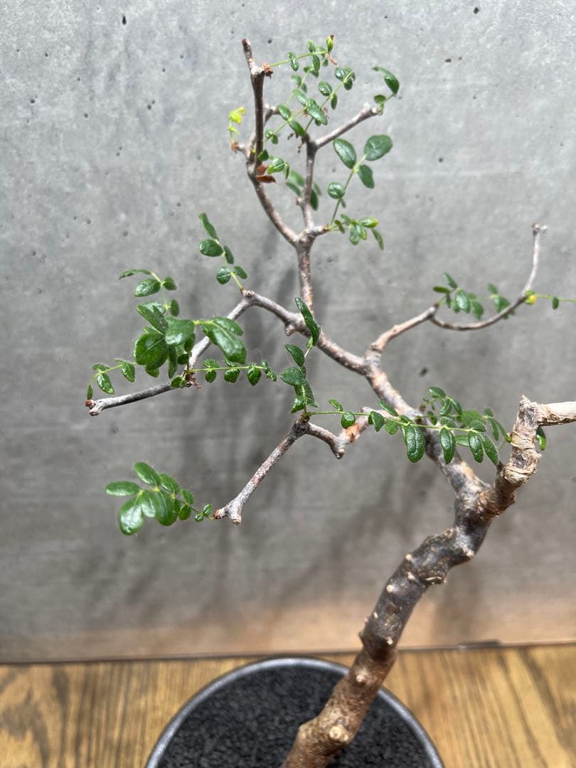 に*)様 コミフォラモンストローサ