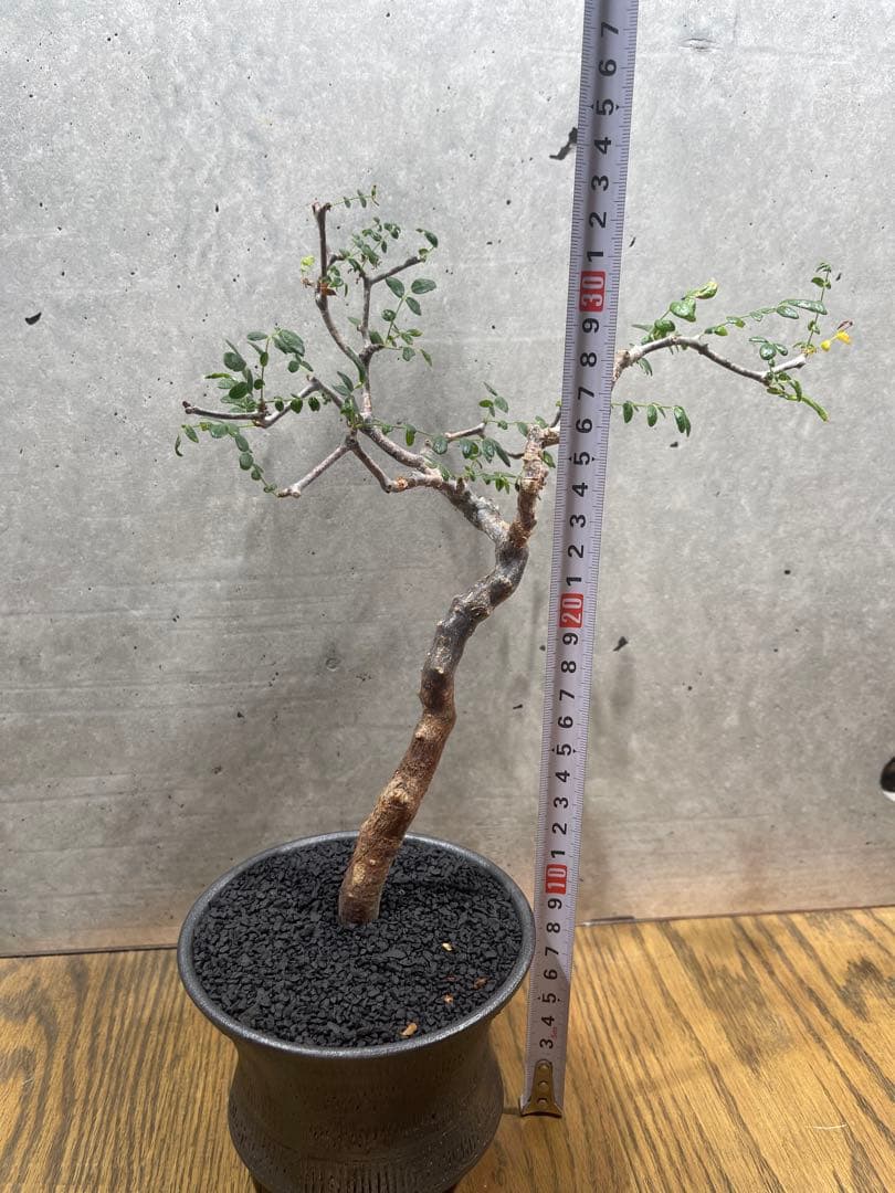 に*)様 コミフォラモンストローサ