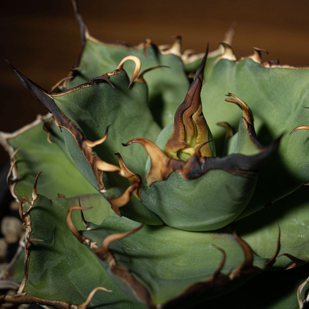 Agave titanota ‘Hades’