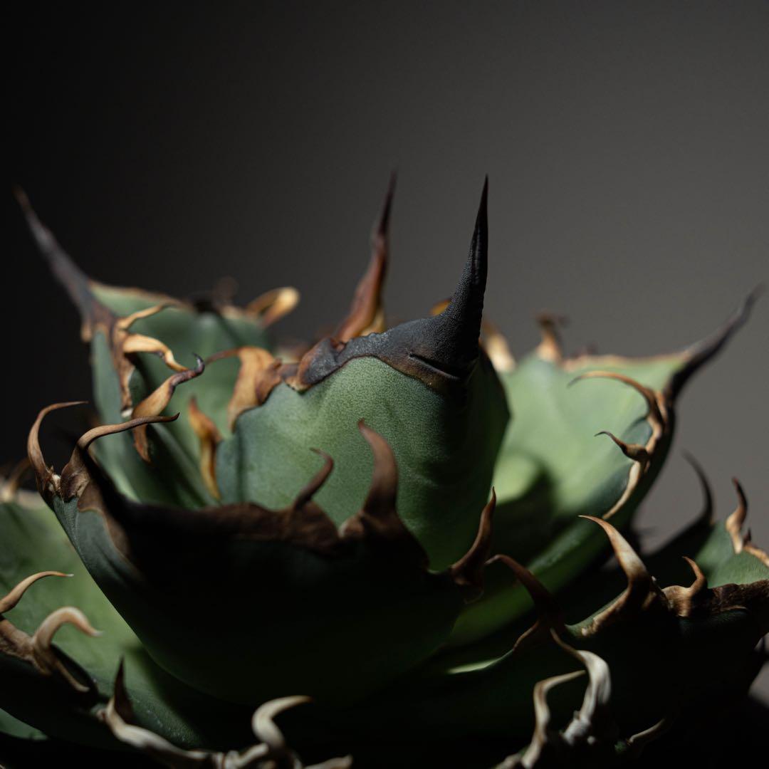 Agave titanota ‘Hades’