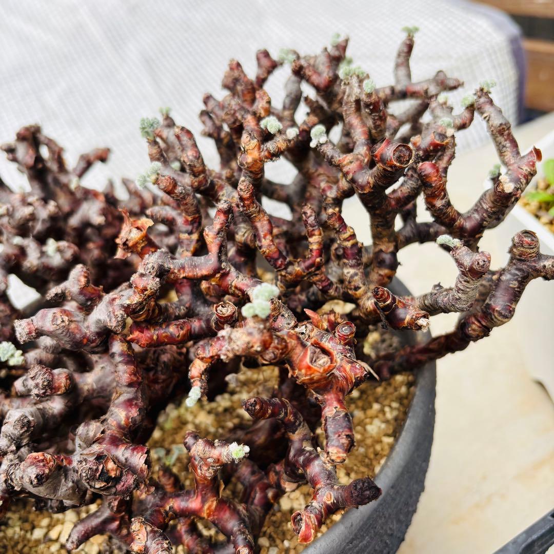 SALE！バランス最高株 休眠明け ペラルゴニウム ミラビレ 現地株 現地球