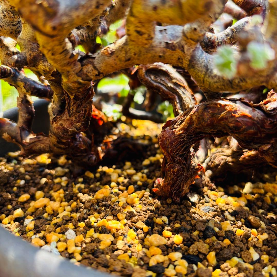 SALE！バランス最高株 休眠明け ペラルゴニウム ミラビレ 現地株 現地球