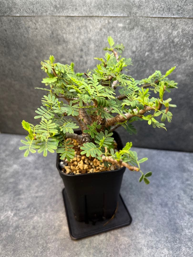 センナ　メリディオナリス　海外実生　発根済み　355