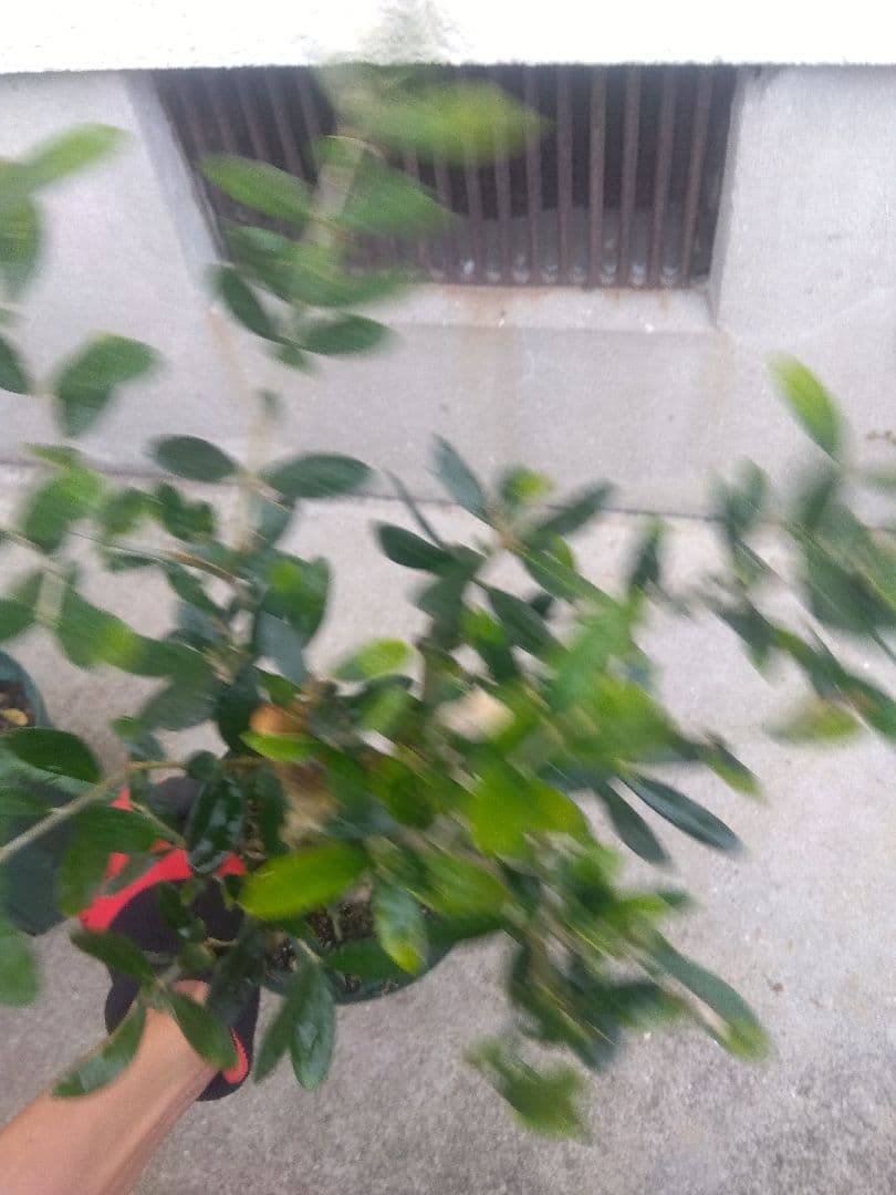 オリーブ　古木　盆栽　５号鉢つき　４鉢セット❗　　⑥