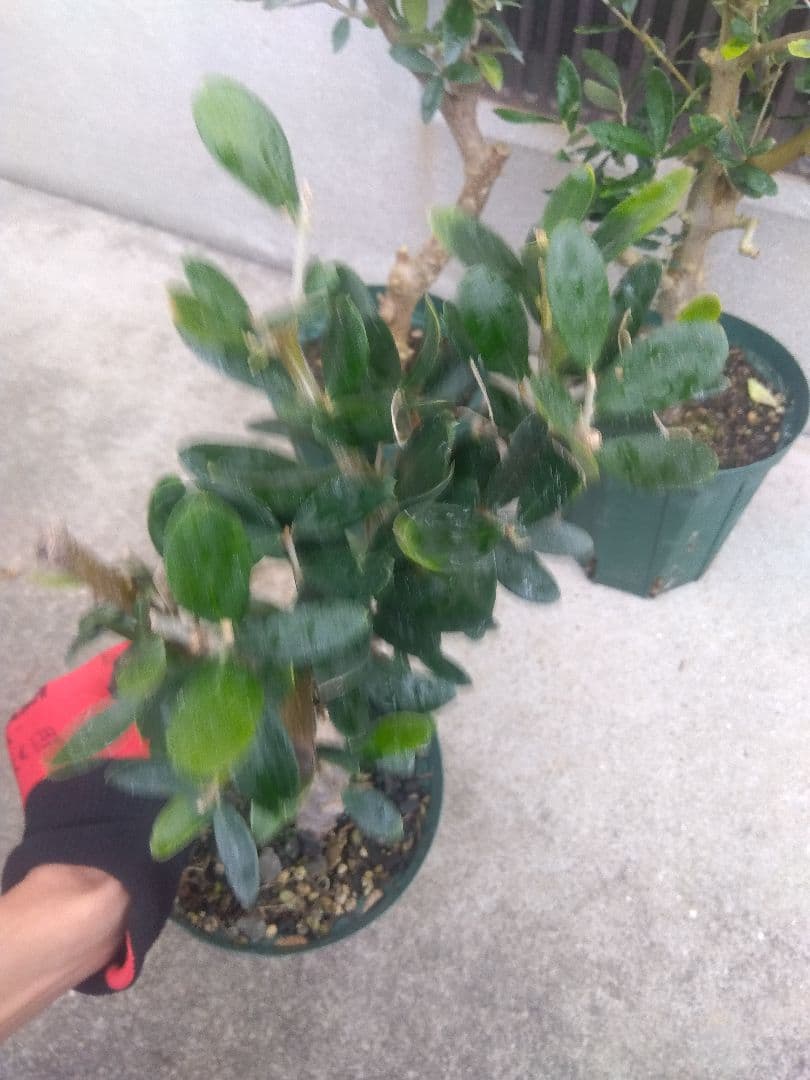 オリーブ　古木　盆栽　５号鉢つき　４鉢セット❗　　⑥