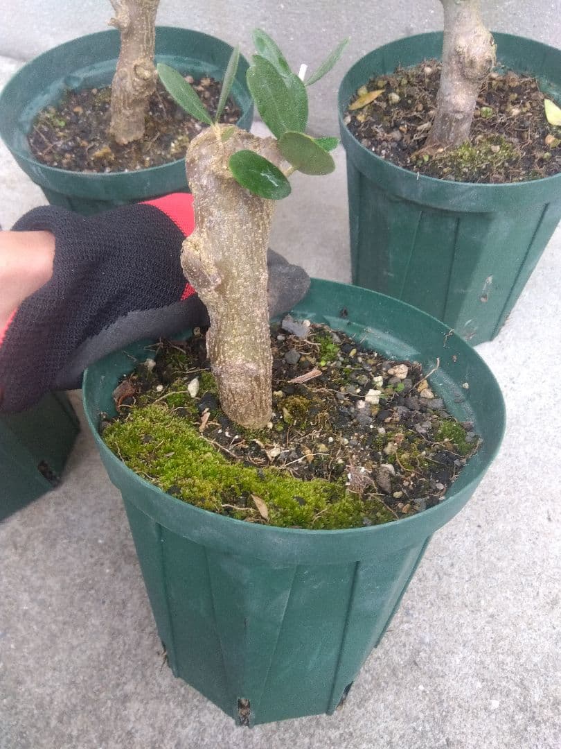 オリーブ　古木　盆栽　５号鉢つき　４鉢セット❗　　⑥