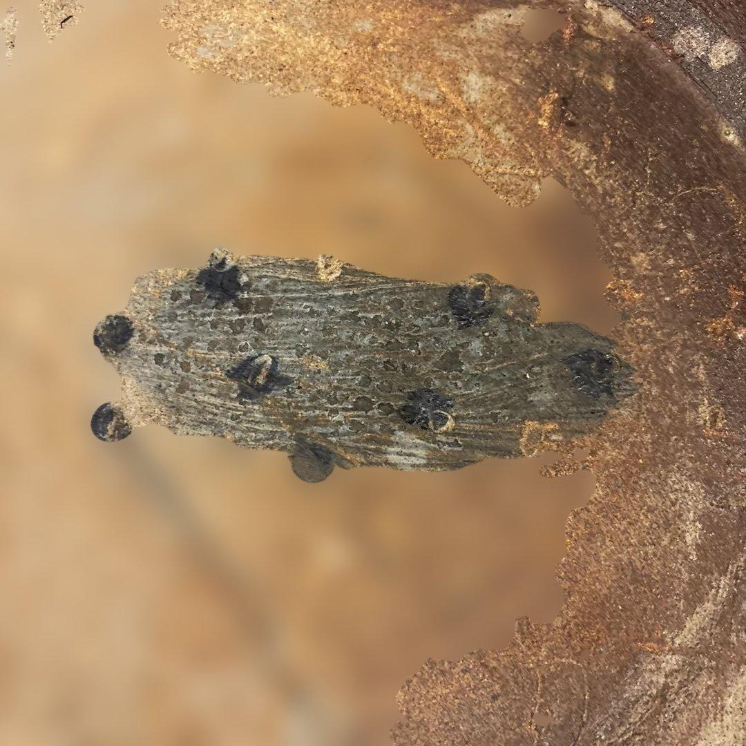 陶芸作品 プレート