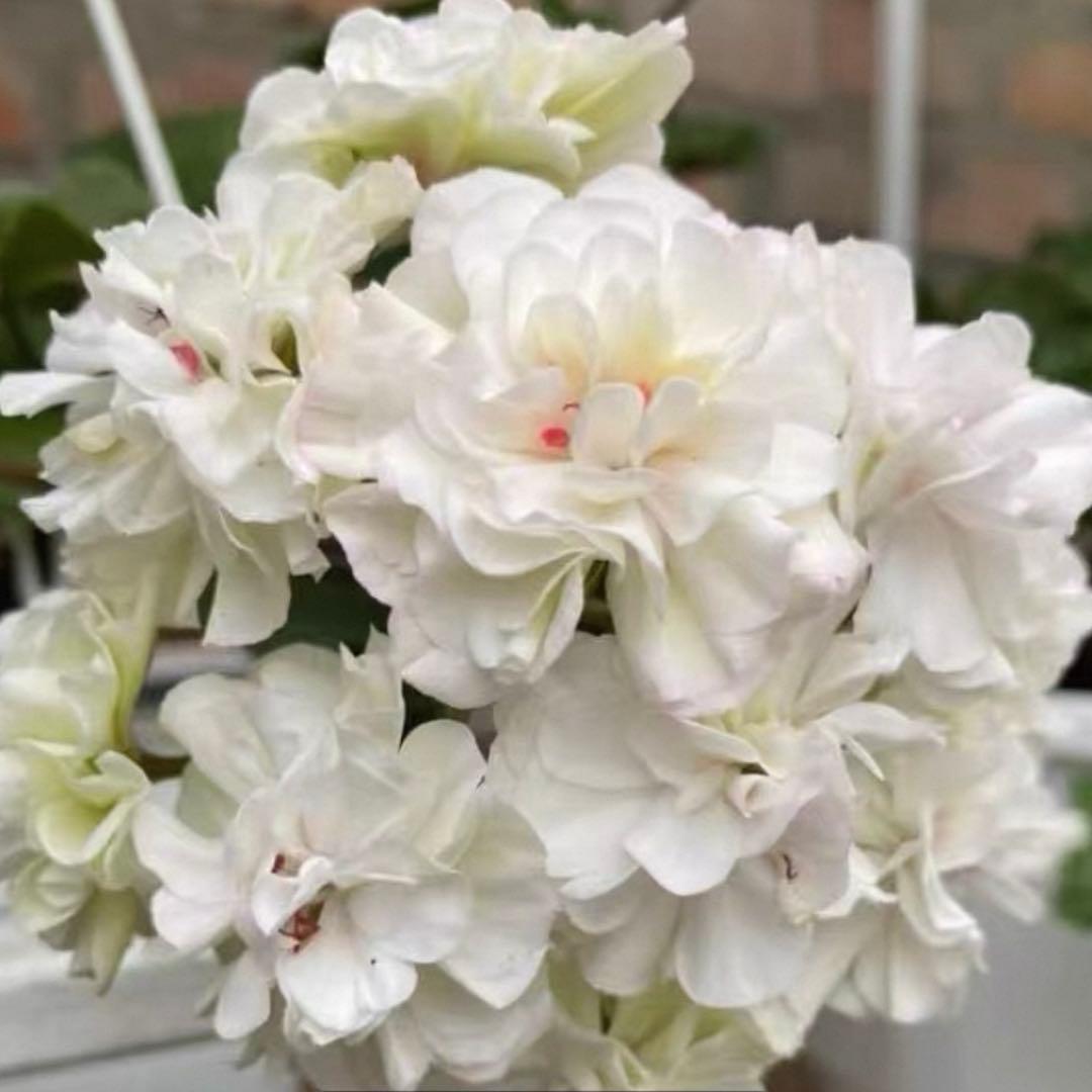 希少品種ゼラニウム　レア品種ゼラニウム　珍しいゼラニウムADL01