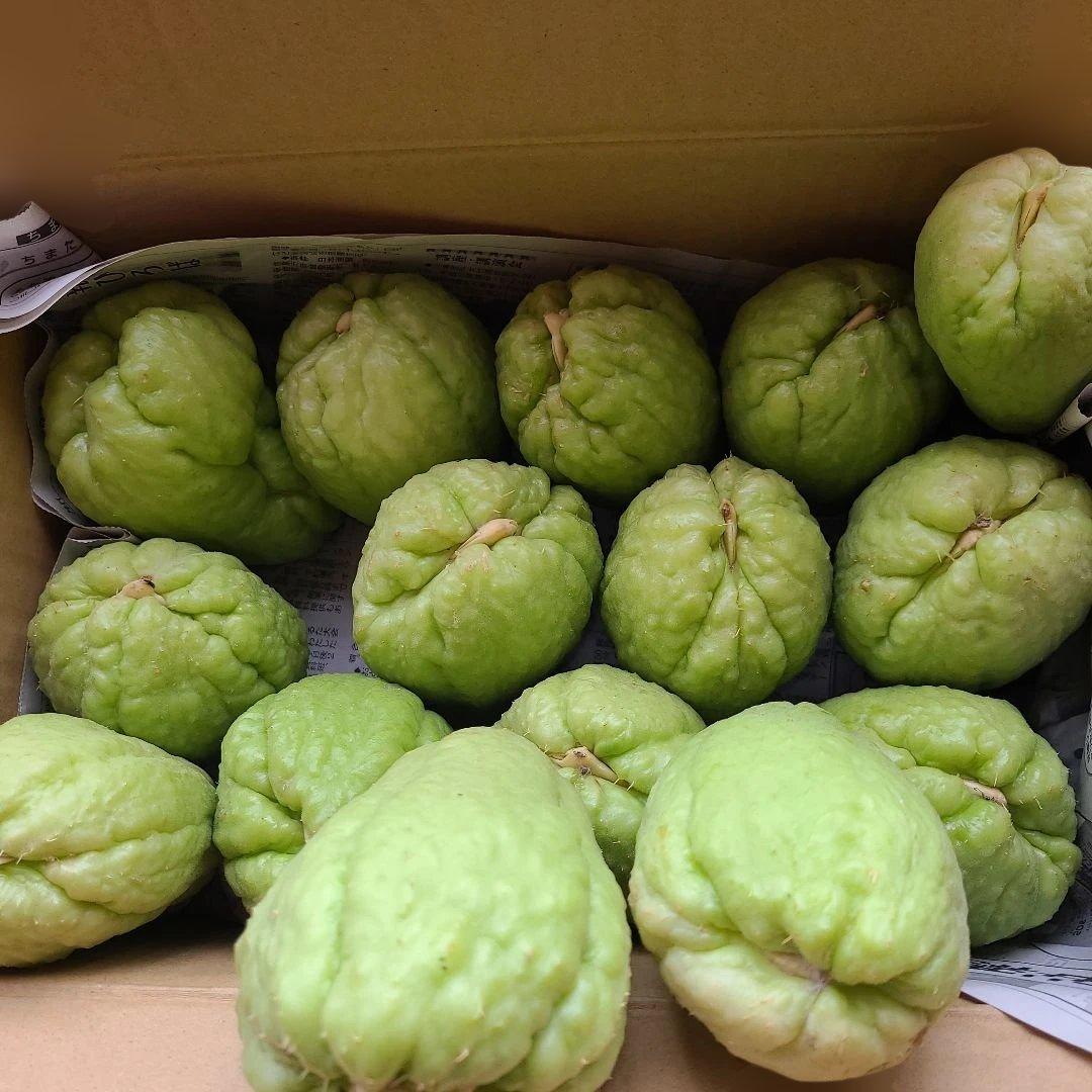 ハヤトウリ種　15個