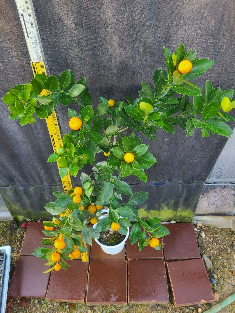 ①タチバナ（橘）実付き大株 6号鉢 接木3年生苗日本固有柑橘・耐寒性◎ 現品発送