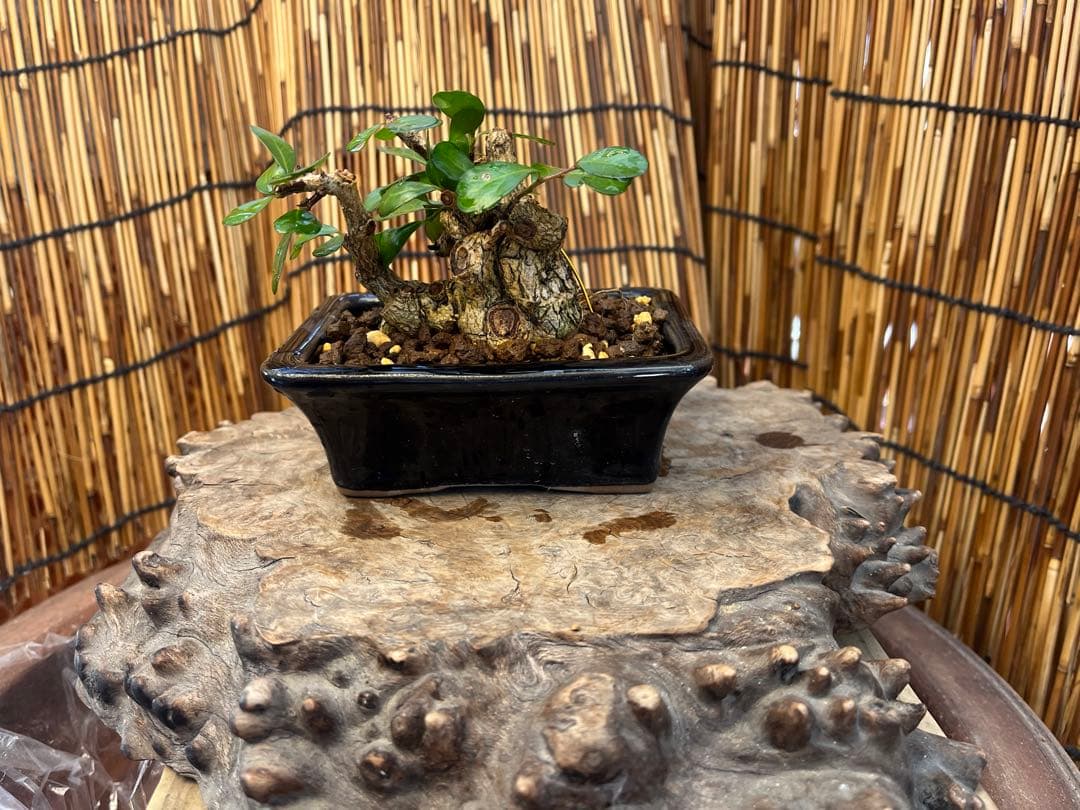 ✨✨✨オキナワハリツリマサキ【◎良品素材】検/ハート実♪happyセール♪